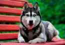 Hogyan kell törődni a husky egy lakásban és egy magánházban?